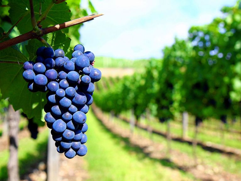 Piante da frutta Barisardo Ogliastra